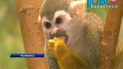 Сотрудники Зоопарка признались в подмене сбежавшей обезьянки
