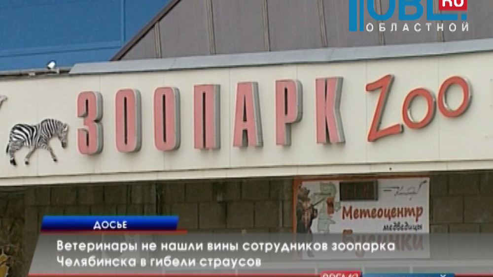 Ветеринары не нашли вины сотрудников зоопарка Челябинска в гибели страусов