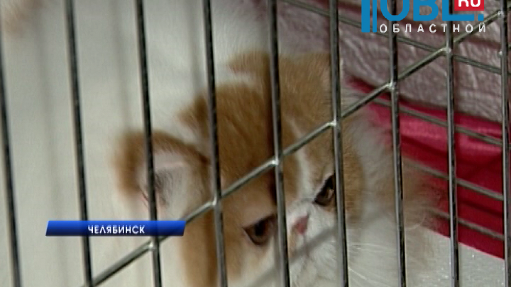 Посмотреть на кошачьих аристократов пришло больше 1000 человек