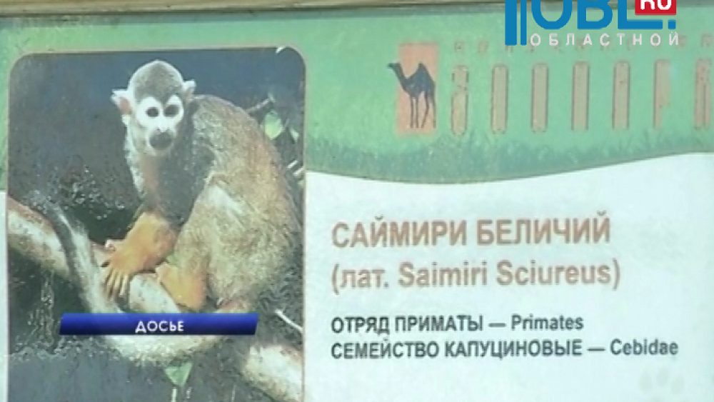 Новый скандал в челябинском зоопарке. 