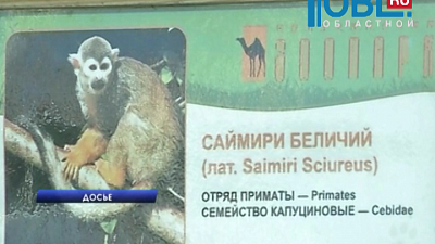 Новый скандал в челябинском зоопарке. 