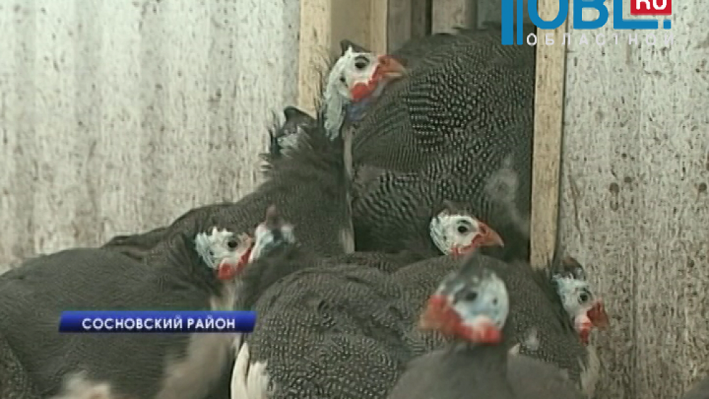 В Челябинской области начали разводить птиц цесарок