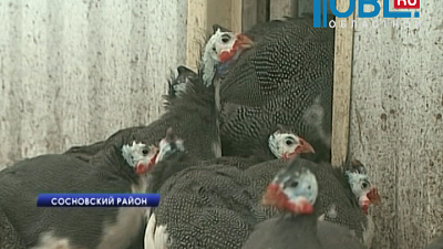 В Челябинской области начали разводить птиц цесарок