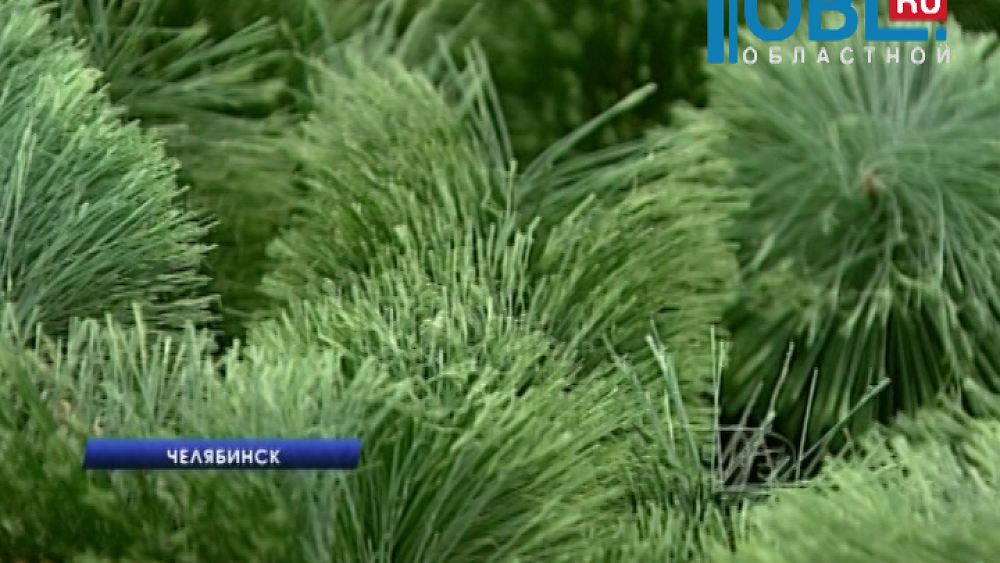 На площади Революции началась установка главной елки