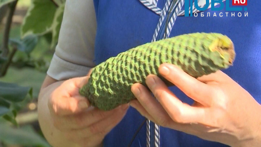 Наш сад Тележурнал №68 от 17.11.2015