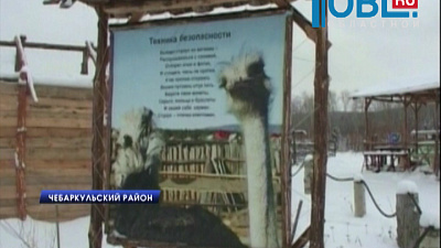 На страусиной ферме и в двух посёлках объявлен карантин по бешенству