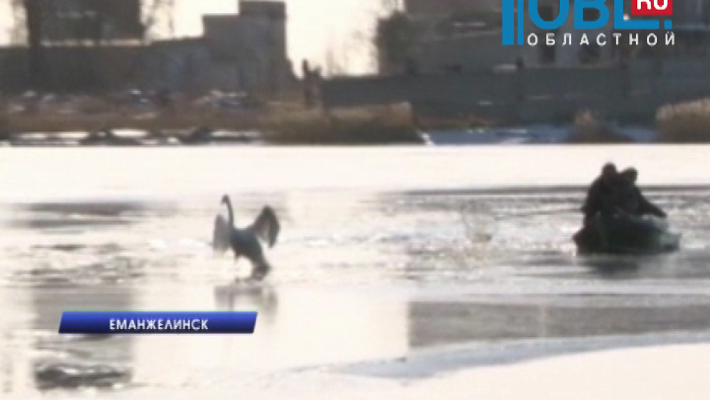 Замерзающего лебедя обнаружили на пруду жители Еманжелинска