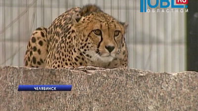 В зоопарке для африканских животных слепили снеговиков