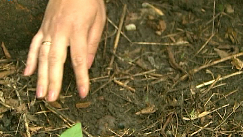 Жительница Челябинска утверждает, что в пригороде растут черные трюфели