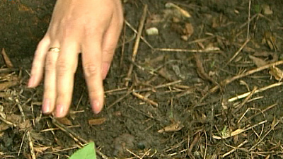 Жительница Челябинска утверждает, что в пригороде растут черные трюфели
