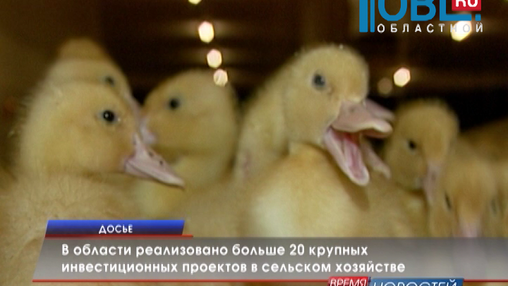 В области реализовано больше 20 крупных инвестиционных проектов в сельском хозяйстве