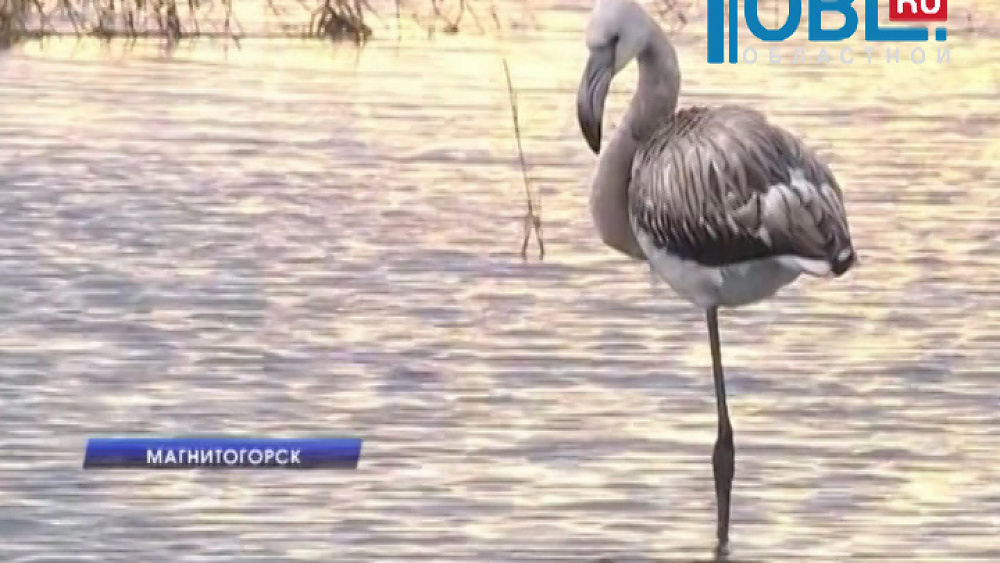 На озере Соленое обосновался молодой фламинго