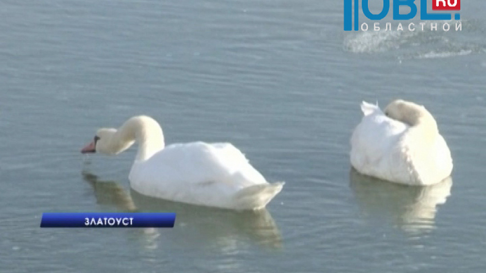 Спасённую птицу подселили к молодому лебедю