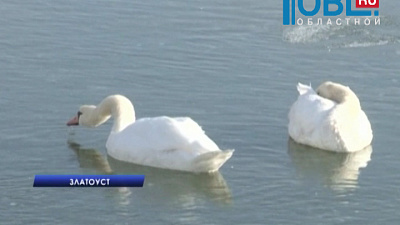 Спасённую птицу подселили к молодому лебедю