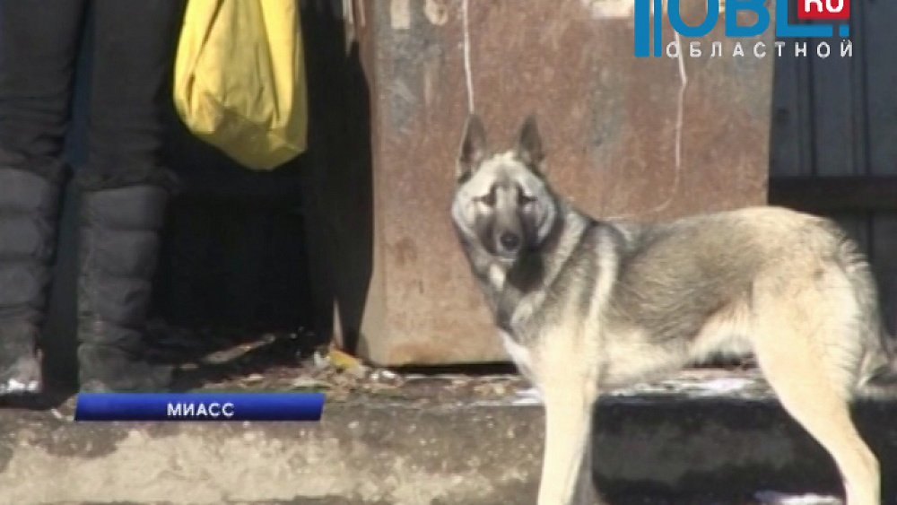 Бродячие собаки держат в страхе жителей целого микрорайона