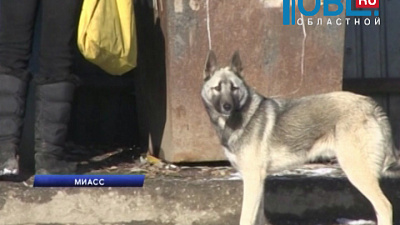 Бродячие собаки держат в страхе жителей целого микрорайона
