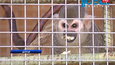 В зоопарк вернулась сбежавшая летом обезьяна