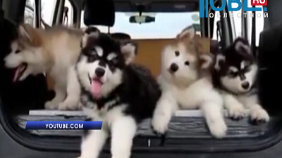 Обзор интернета от 20.10.2015