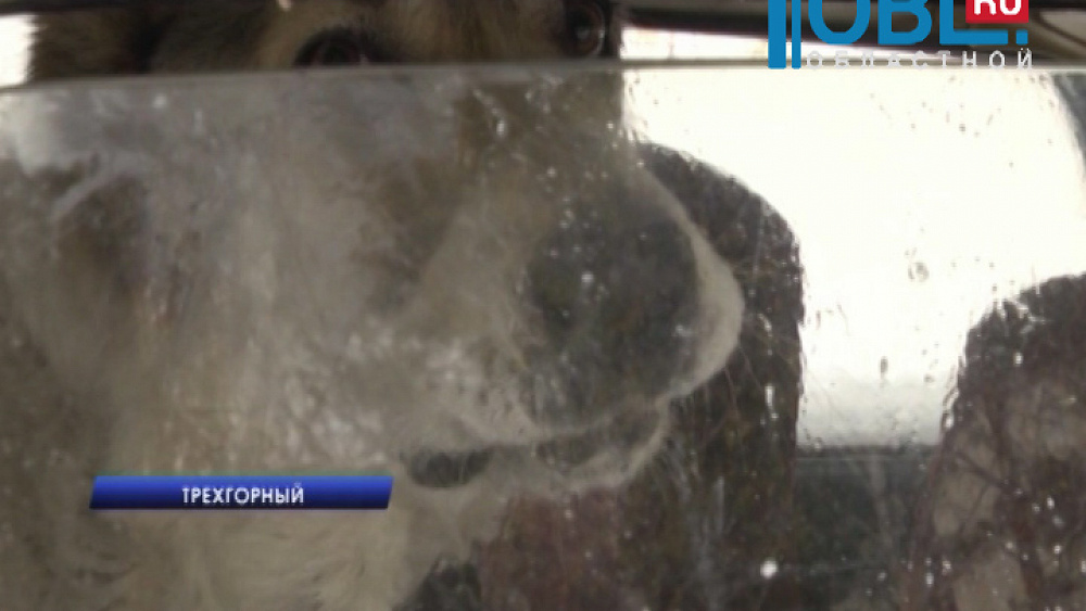 Хозяева круглые сутки держат собаку внутри припаркованного авто