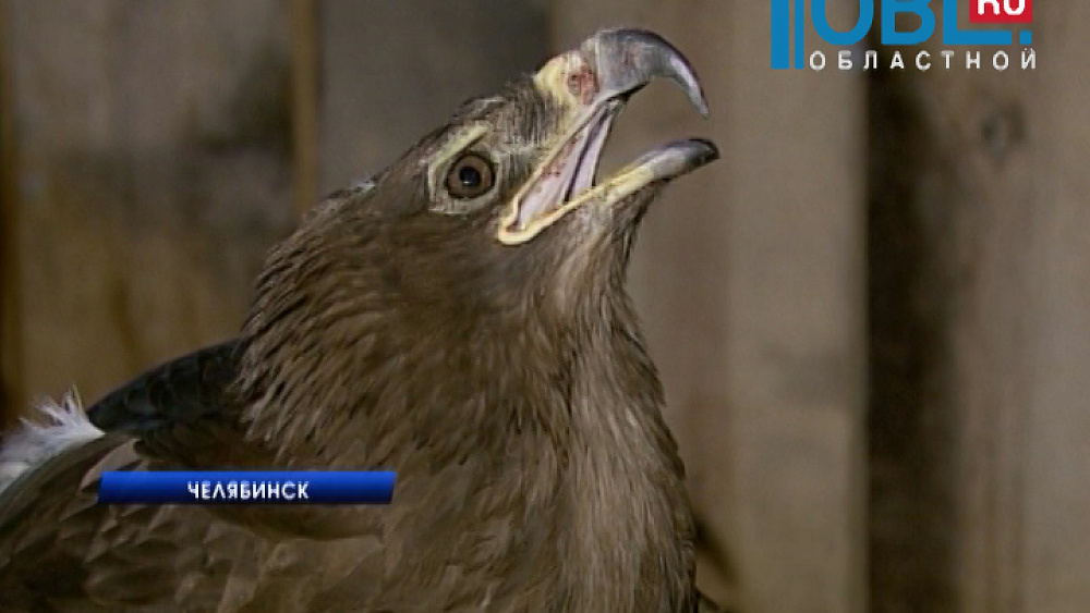 Челябинские зоозащитники спасают орлов и ястреба из Красной книги