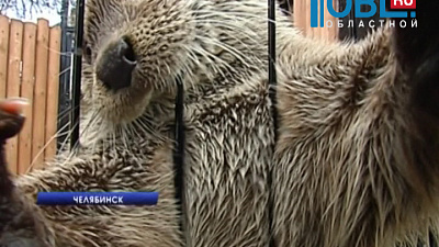 Выдра Лютер ровно год живет в зоопарке