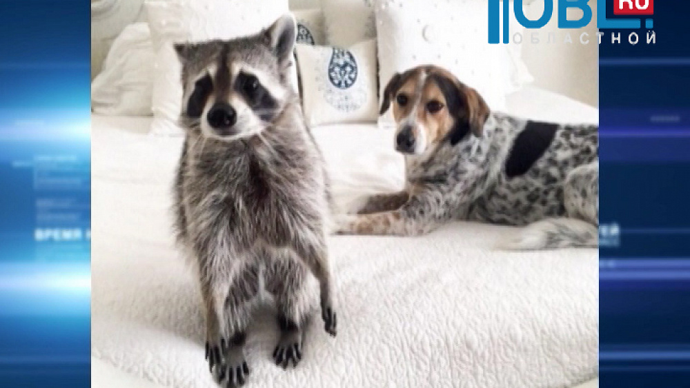 Обзор интернета от 09.10.2015