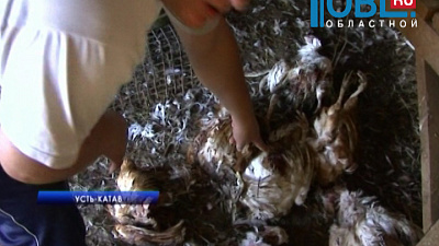 На куриц и кроликов нападет неизвестное животное