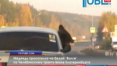 Медведь прокатился на белой "Волге" по Челябинскому тракту возле Екатеринбурга