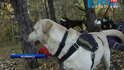 В Челябинске погребенных под завалами ищут с собаками