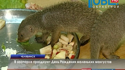 В зоопарке празднуют День Рождения маленьких мангустов
