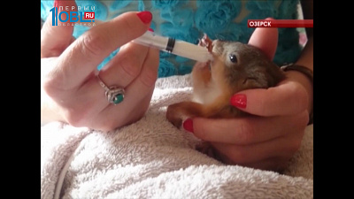 Спасатели поймали во дворе жилого дома бельчонка и передали специалистам