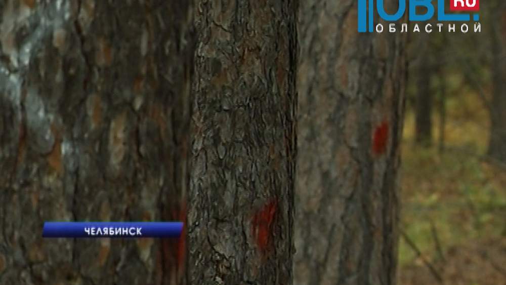 Челябинские энергетики готовятся к санитарной рубке деревьев в городском бору