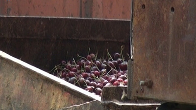 12 тонн черешни уничтожили Троицкие таможенники