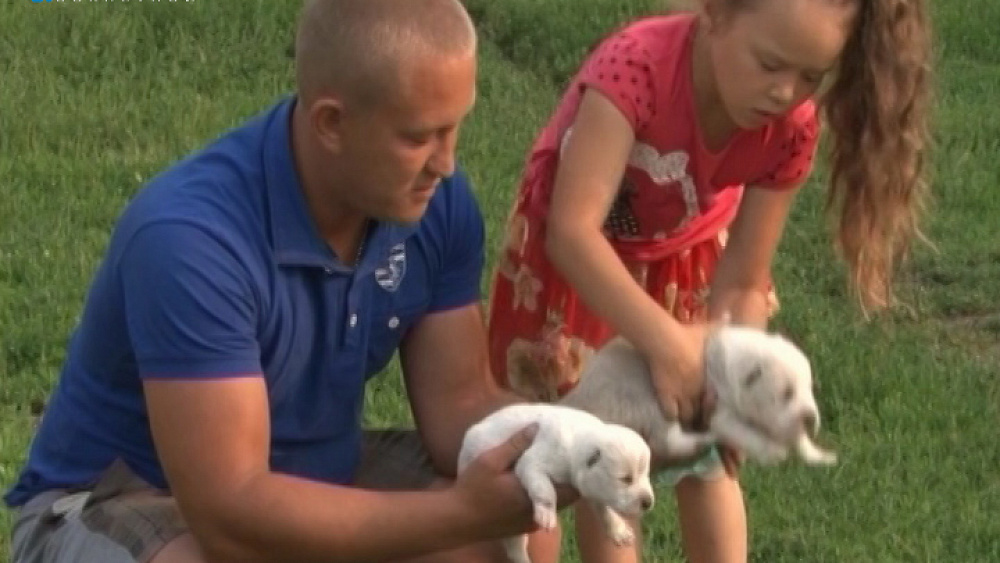 Школьнице из Миасса подарят алабая