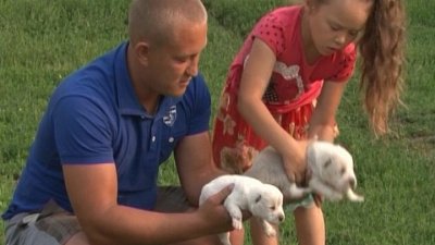 Школьнице из Миасса подарят алабая