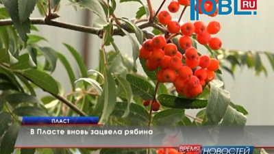 В Пласте вновь зацвела рябина