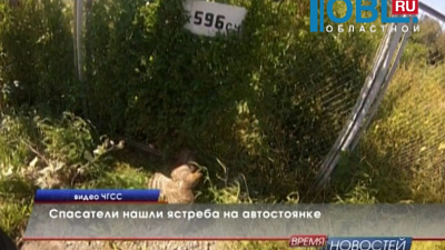 Спасатели нашли ястреба на автостоянке