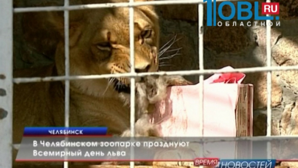 В Челябинском зоопарке празднуют день льва