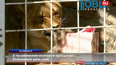 В Челябинском зоопарке празднуют день льва