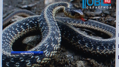 Новость об укусе змеи в "Ашане" взбудоражила жителей