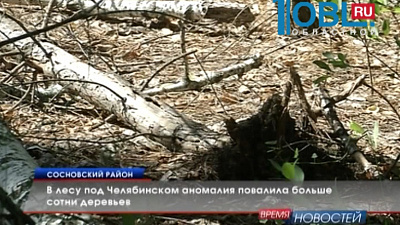 В лесу под Челябинском аномалия повалила больше сотни деревьев
