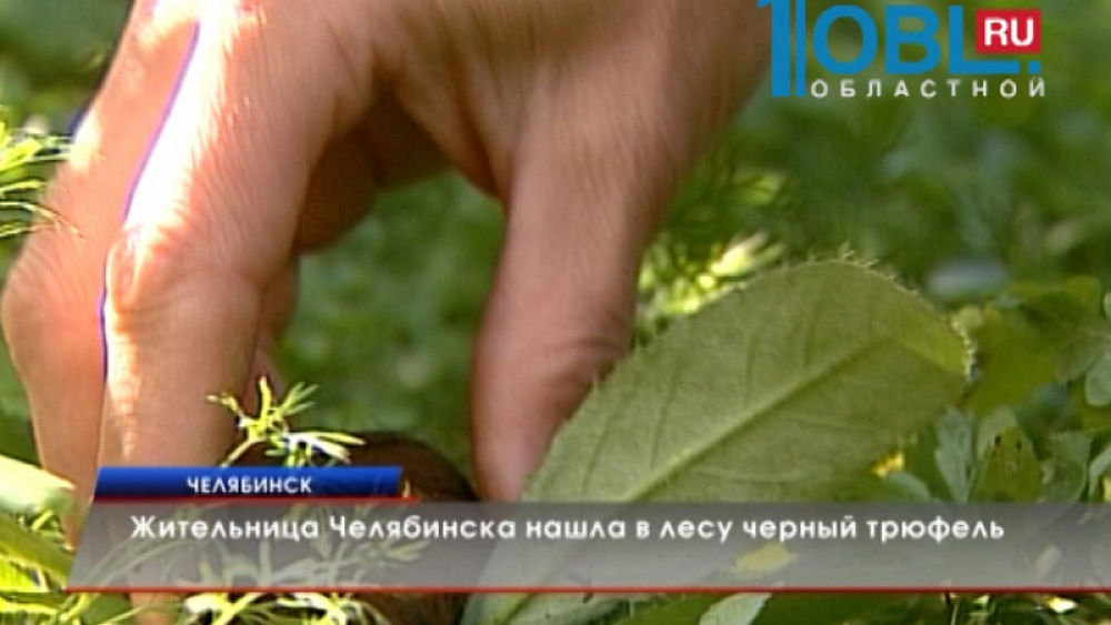Жительница Челябинска нашла в лесу черный трюфель