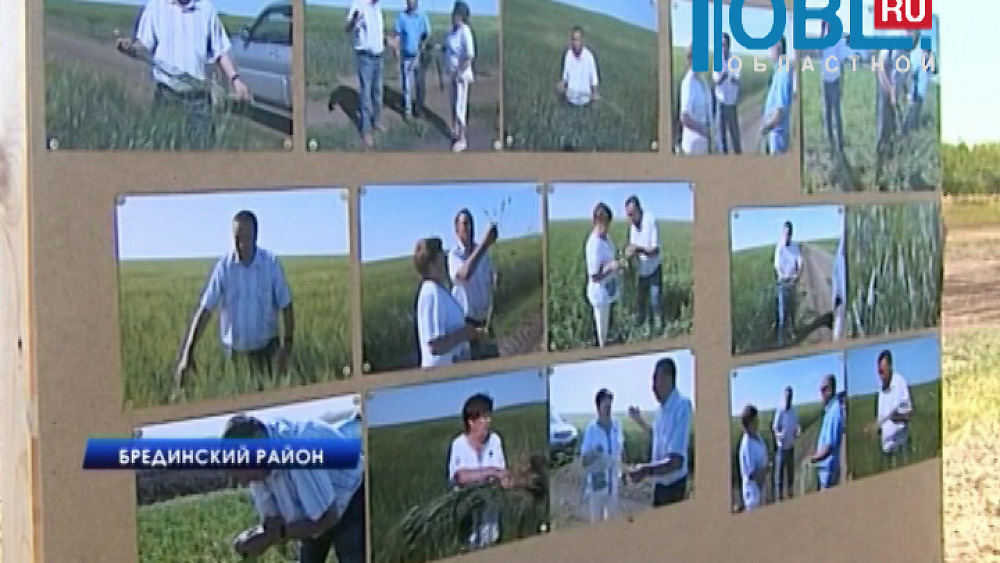 В Брединском районе по новой технологии сеют пшеницу и выводят новые породы коров))