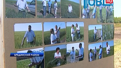 В Брединском районе по новой технологии сеют пшеницу и выводят новые породы коров))