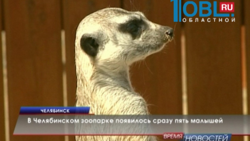 В Челябинском зоопарке родились сразу пять детенышей