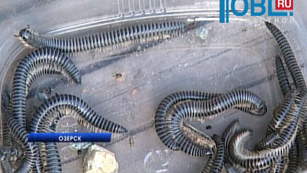 Метлино с Озерском зполоняют неизвестные черные черви