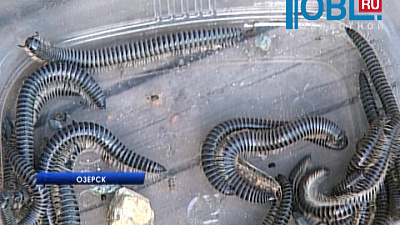 Метлино с Озерском зполоняют неизвестные черные черви