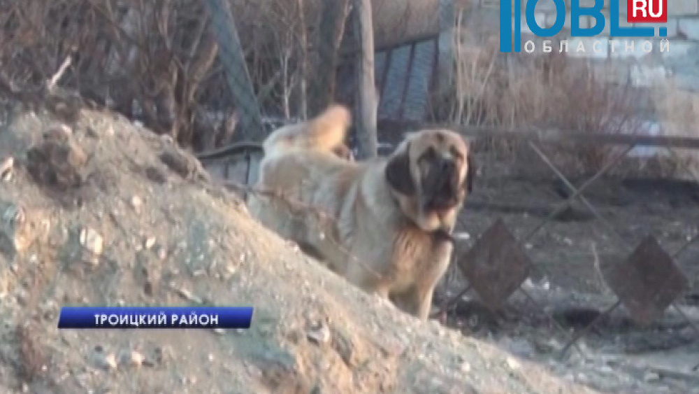 Владелец алабая, напавшего на ребенка, заплатит компенсацию 