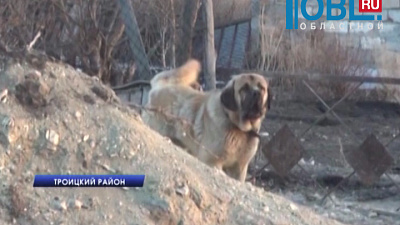 Владелец алабая, напавшего на ребенка, заплатит компенсацию 