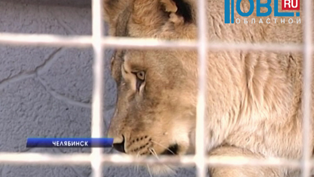 Леопарда Лизу выбрали самой красивой кошкой зоопарка